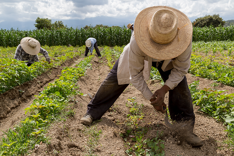 Imagen de trabajadores agrícolas con sombreros de paja en el campo, cuidando los cultivos.