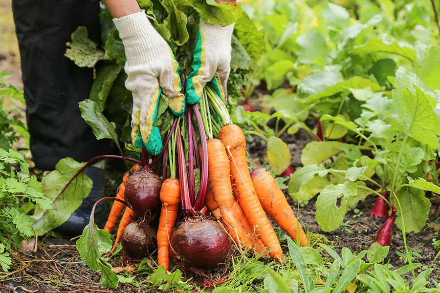 Fotografía de una persona con guantes cosechando un manojo de tubérculos, entre los que se incluyen zanahorias y betarragas, de un huerto.