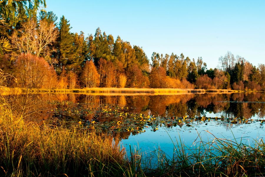La imagen muestra un humedal sereno bajo el sol de otoño, con aguas que reflejan el follaje dorado y está salpicado de lirios acuáticos.
