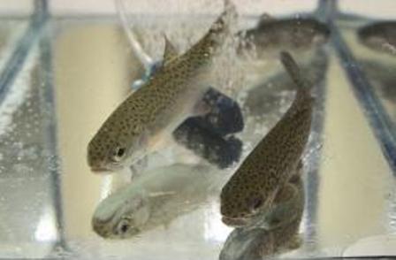 Investigadores trabajan en desarrollo de vacuna contra bacteria que ataca a salmones