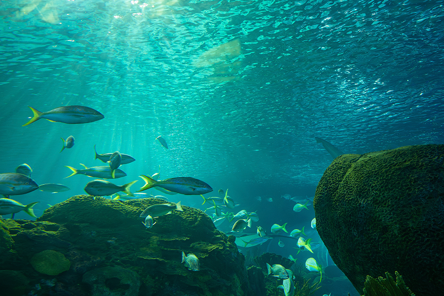 Bancos de peces plateados nadan sobre corales verde oscuro y estructuras rocosas en aguas turquesas brillantes, con la luz del sol filtrándose desde la superficie.