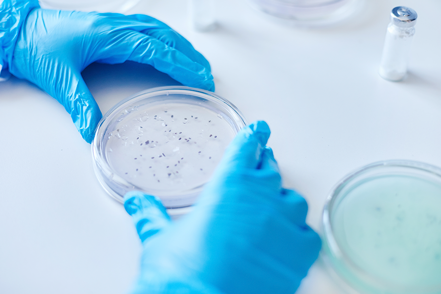 Top-down view of a person in bright blue medical gloves holding a clear petri dish containing small dark samples on a white lab table.