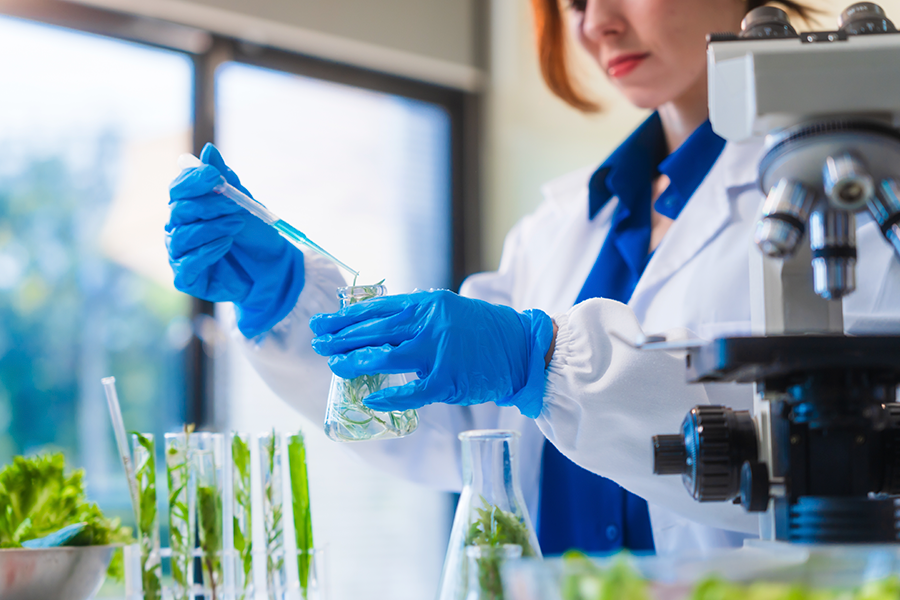 A scientist in blue gloves uses a pipette to add liquid to a flask containing green plant samples.