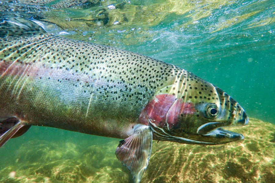 Primer plano de una trucha moteClose up of a speckled trout swimming under green water.ada nadando bajo aguas verdes.