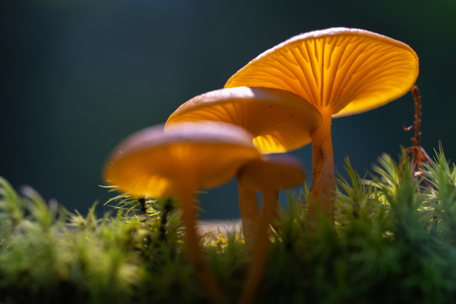 Glowing orange wild mushrooms grow closely amidst green moss groundcover.