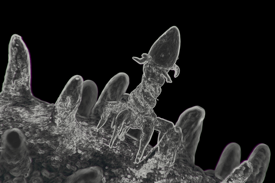 Primer plano microscópico de un bacteriófago adhiriéndose a una bacteria.