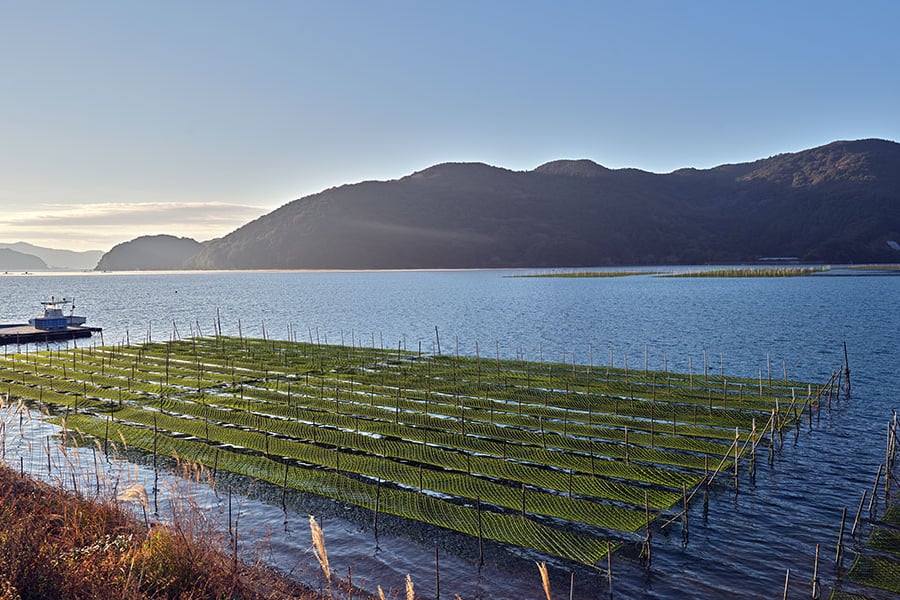Redes comerciales de cultivo de algas o mariscos flotando en aguas costeras tranquilas.