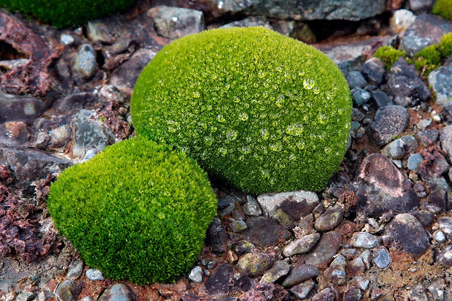 Cojines de musgo de un verde intenso, cubiertos de gotitas, descansan sobre suelo rocoso.